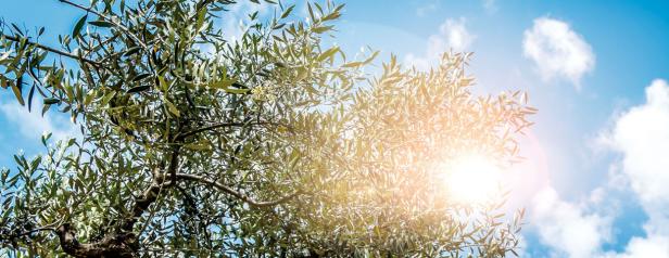Sonnenlicht scheint durch die Blätter eines Olivenbaums vor blauem Himmel.