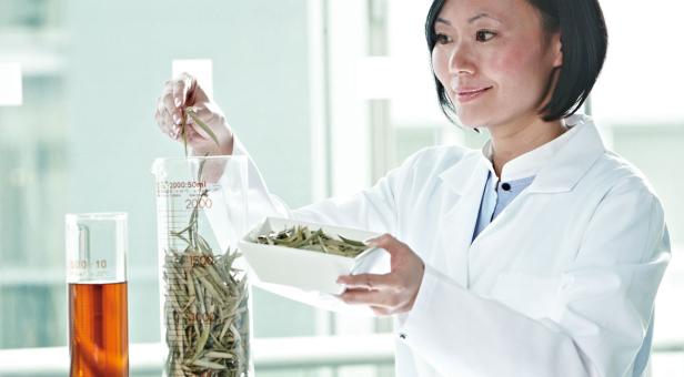 Eine Wissenschaftlerin untersucht in einem Labor Olivenblätter.