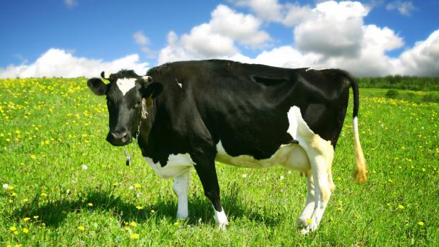 Eine schwarz-weiße Kuh steht auf einer grünen Wiese mit gelben Blumen.