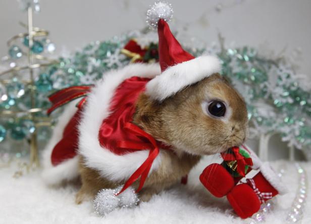 Schräge Weihnachten in aller Welt