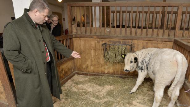 Ein Mann im Mantel betrachtet ein junges Kalb in einem Stall.