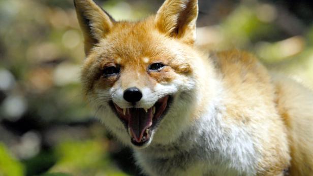 Das Sportjahr: 100 Gründe den Kopf zu schütteln (2)