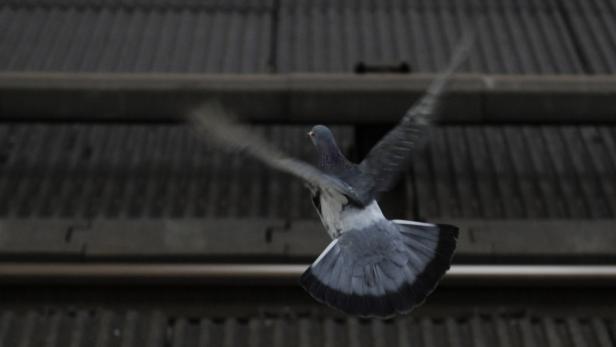 Das rot-weiß-rote Tennisjahr