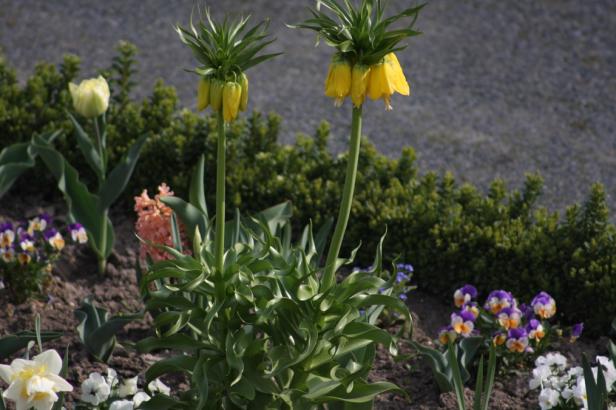 Ostern auf Schloss Hof