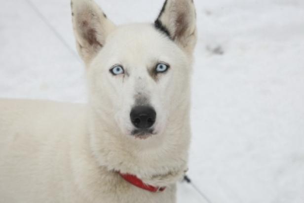 Ein weißer Husky mit blauen Augen und einem roten Halsband steht im Schnee.