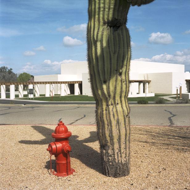 Ein großer Kaktus steht neben einem roten Hydranten vor einem weißen Gebäude.