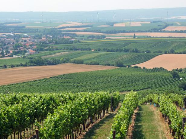 Carnuntum: Pannonische Tropfen und Wildschweine