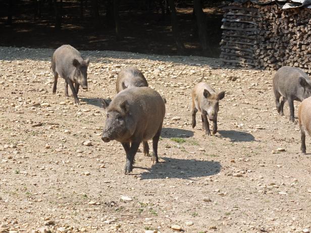 Carnuntum: Pannonische Tropfen und Wildschweine