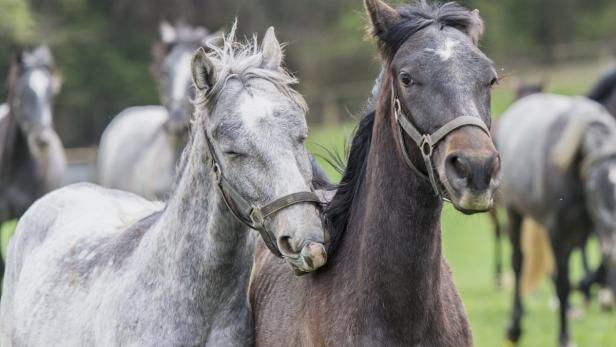 Zwei Pferde stehen eng zusammen auf einer grünen Wiese.