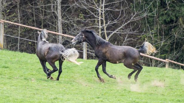 Zwei dunkle Pferde galoppieren auf einer grünen Wiese.