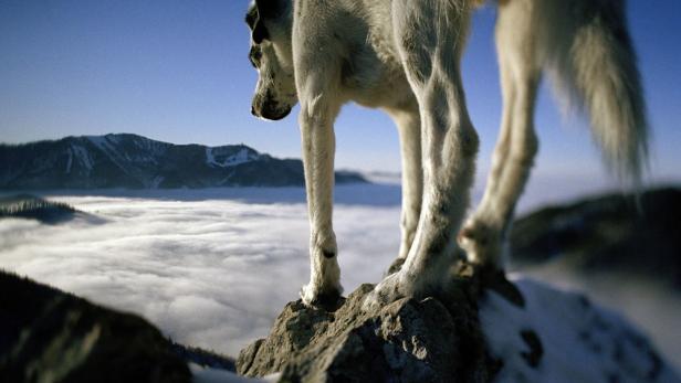 Ein Hund steht auf einem Felsen mit Blick auf eine Wolkendecke und Berge.