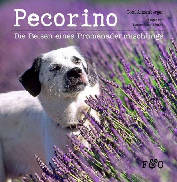 Das Buchcover von „Pecorino: Die Reisen eines Promenadenmischlings“ zeigt einen Hund im Lavendelfeld.