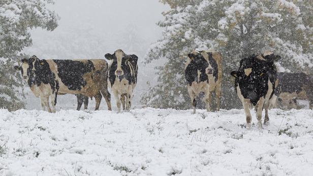 Eine Gruppe Kühe steht auf einer schneebedeckten Weide.