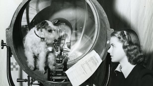 Eine Frau betrachtet einen Hund, der in einem großen Scheinwerfer sitzt.