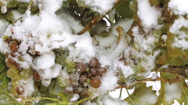 Die Kälte hat ihr Gutes: Eisweinernte im Burgenland