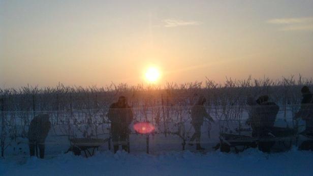 Die Kälte hat ihr Gutes: Eisweinernte im Burgenland