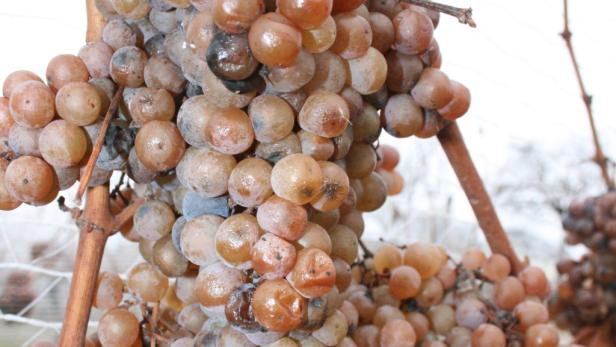 Die Kälte hat ihr Gutes: Eisweinernte im Burgenland