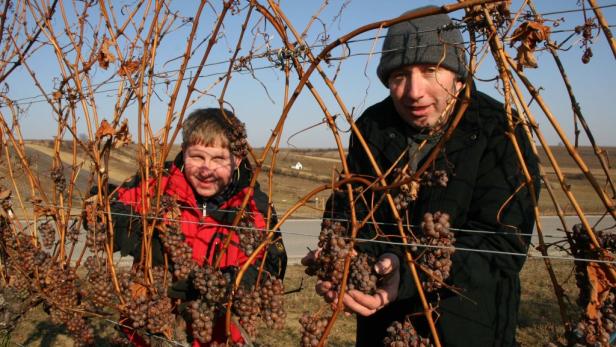 Die Kälte hat ihr Gutes: Eisweinernte im Burgenland