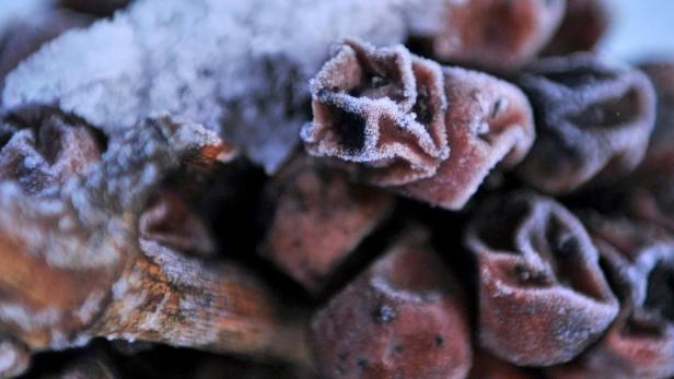 Die Kälte hat ihr Gutes: Eisweinernte im Burgenland