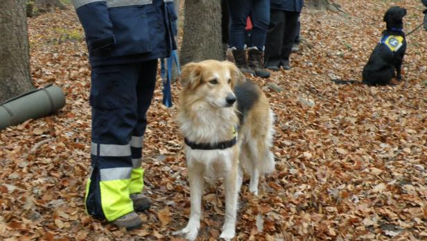 Gebrauchshunde: Hoch sollen sie leben