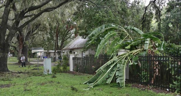 Ein umgestürzter Bananenbaum liegt auf einem Rasen vor einem Haus.