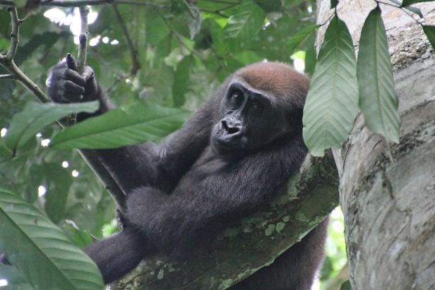 Abenteuer Kongo: Wenn der Gorilla zwei Mal kreischt