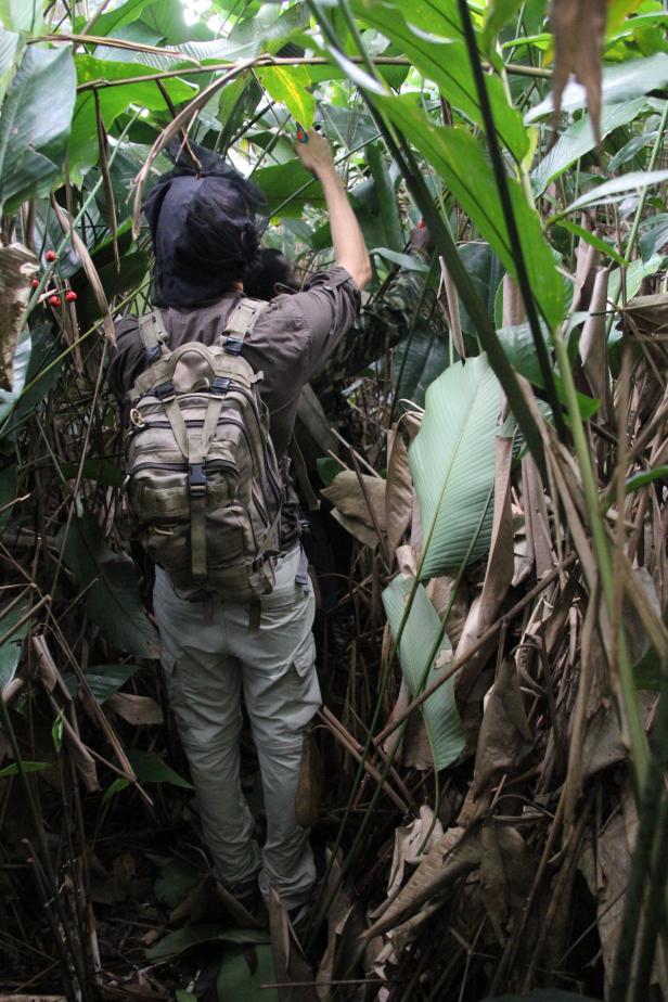 Abenteuer Kongo: Wenn der Gorilla zwei Mal kreischt