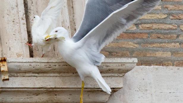 Eine Möwe mit Futter im Schnabel und eine Taube auf einem Gebäude.