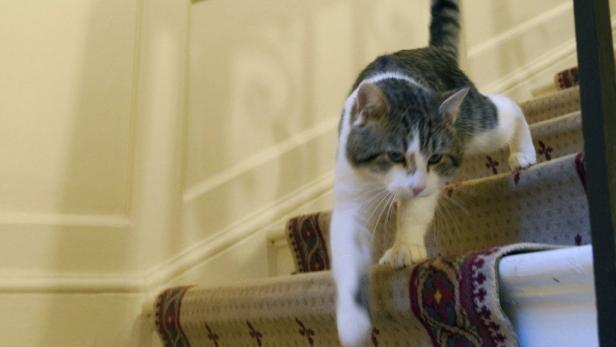 Downing Street: Dienstkatze unter Druck