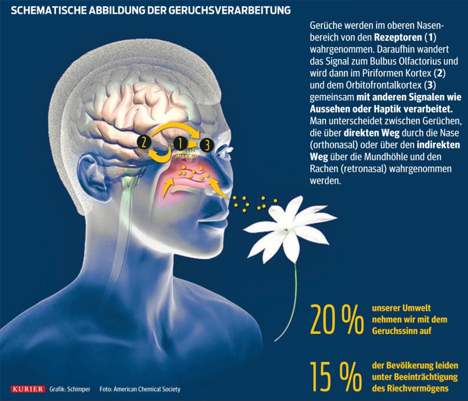 Training für den Geruchssinn