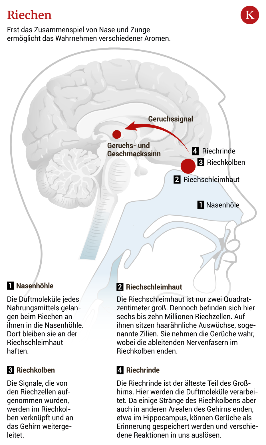 Wie der Geruchssinn unsere Stimmung beeinflusst | kurier.at