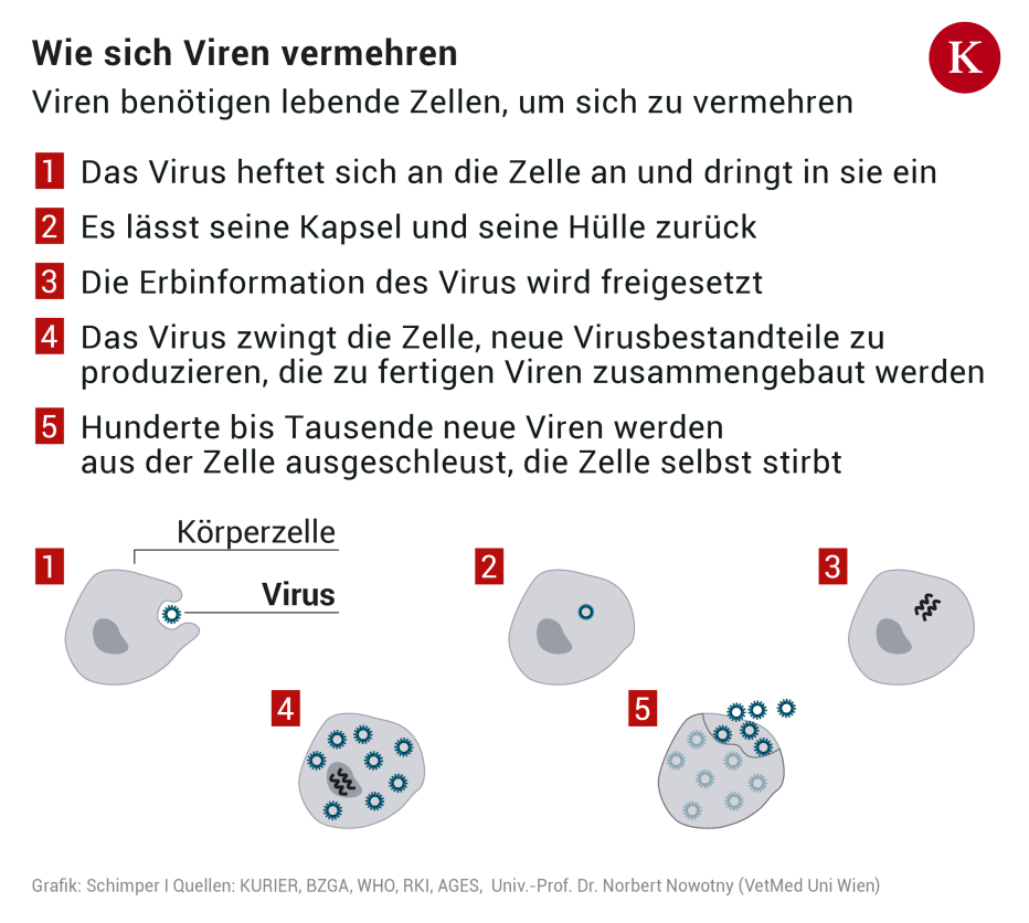 Warum Sind Viren Keine Lebewesen Was Sie schon immer über Viren wissen wollten