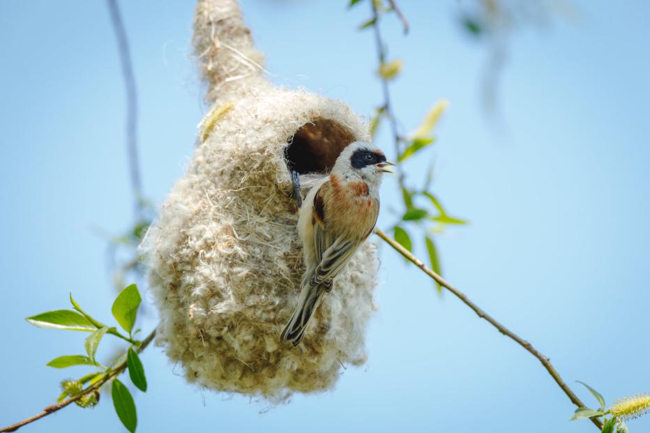 Ins gemachte Nest gelegt Wie Wildvögel ihre Brutstätten bauen