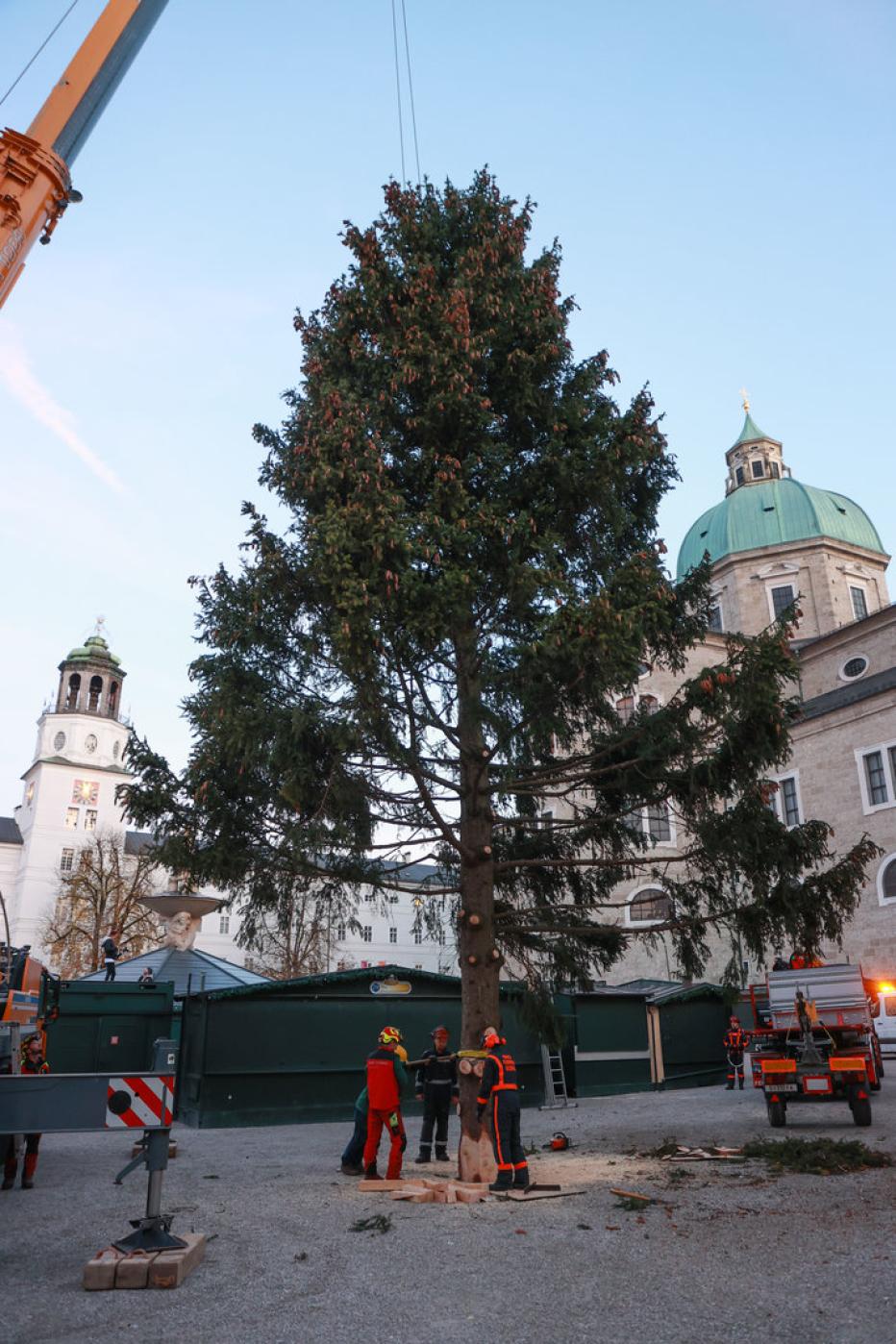 Von hässlich bis fast perfekt Wer hat den schönsten Christbaum