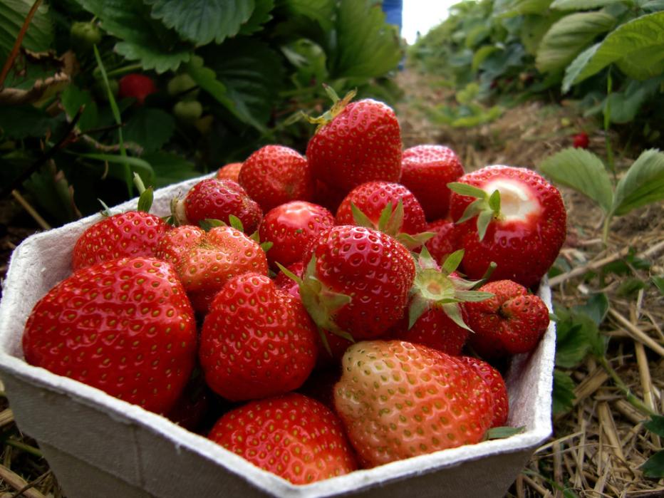 Hier gibt&amp;#39;s Erdbeeren zum Selberpflücken | kurier.at