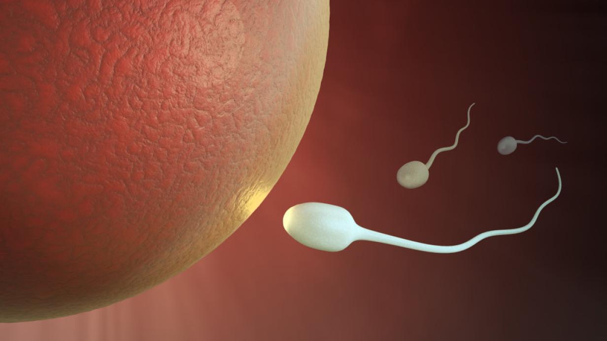 Gel verleiht Spermien Flgel | Kurier