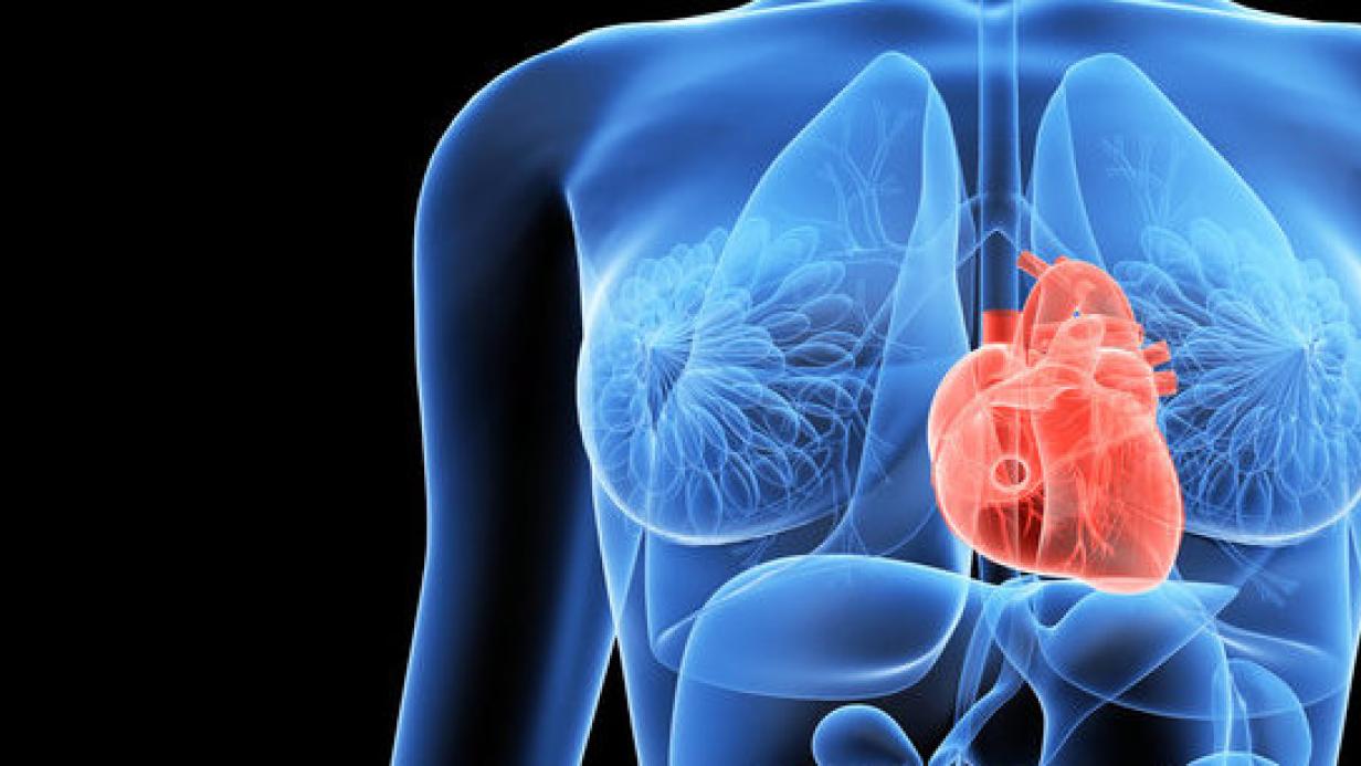Durchbruch Forscher Lassen Herzmuskelzellen Wachsen Kurier At