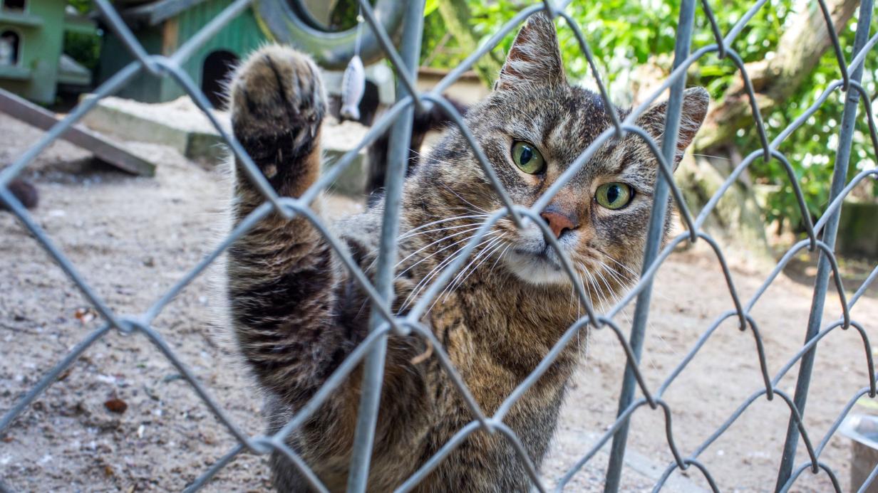 Steirisches Paar hielt 22 Katzen in Garage | kurier.at