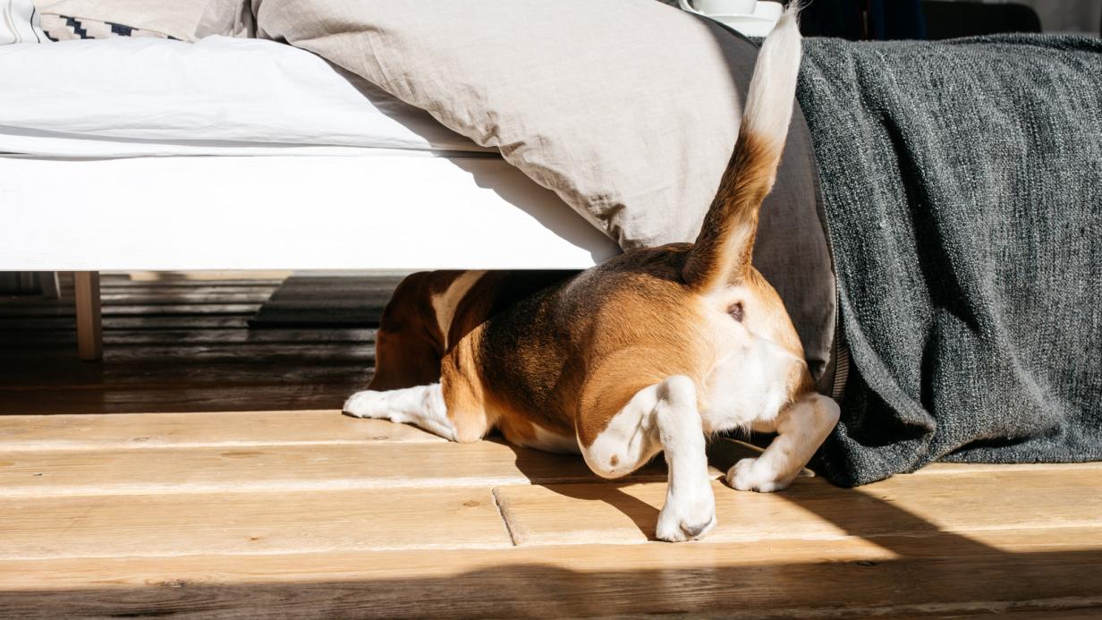 Tiercoach: Last-Minute-Tipps für Silvester mit Hund | kurier.at