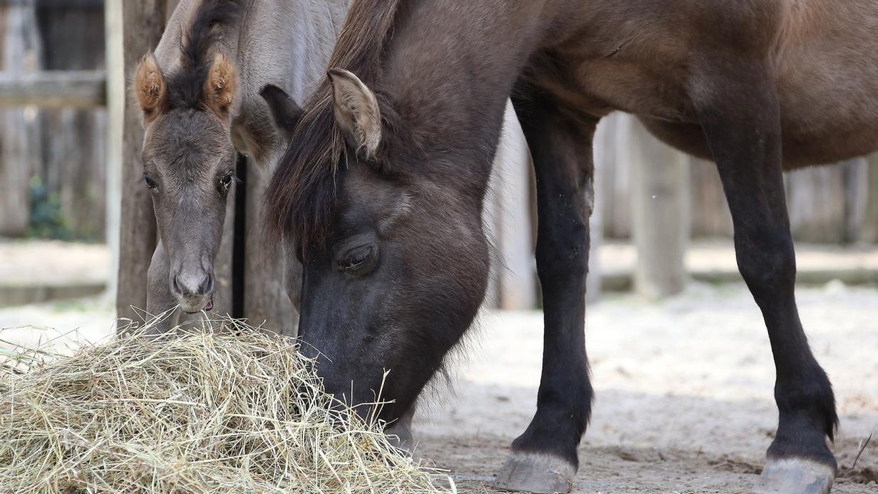 Affen Fohlen Hirschkalb Baby Boom In Wiens Zoos Kurier At