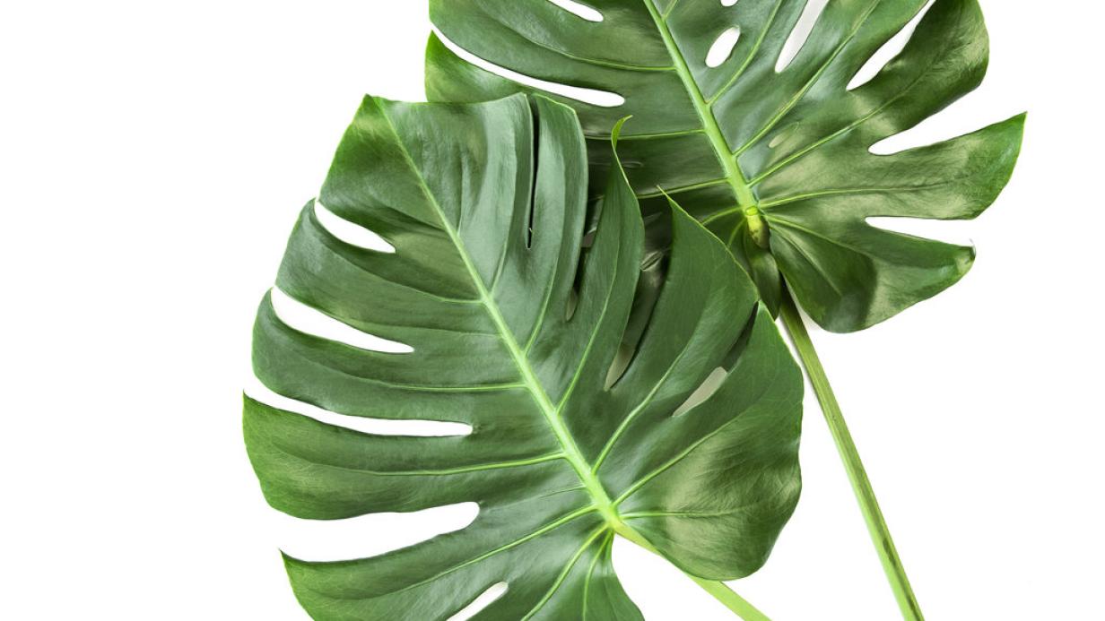 Die Insta-Pflanze: Warum der Monstera-Hype nicht abreit | Kurier