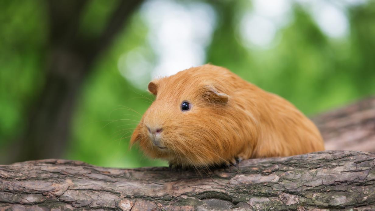 Warum Meerschweinchen kein Bambus fressen sollen