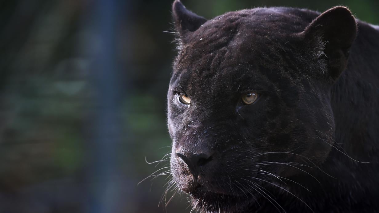 Schwarze Panther gibt es eigentlich gar nicht - PETBOOK