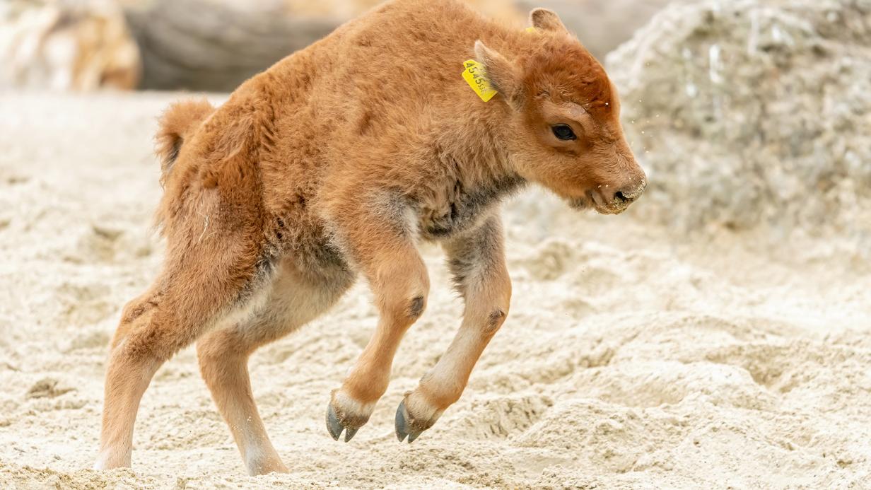 Tiergarten Schonbrunn Freut Sich Uber Baby Bison Kurier At