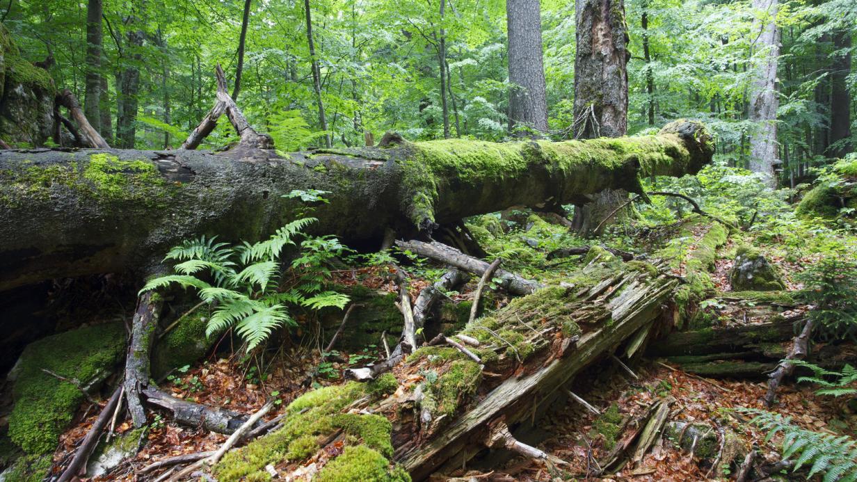 Haus Der Wildnis In Lunz Am See Für Tiefen Blick In Geschützten Urwald