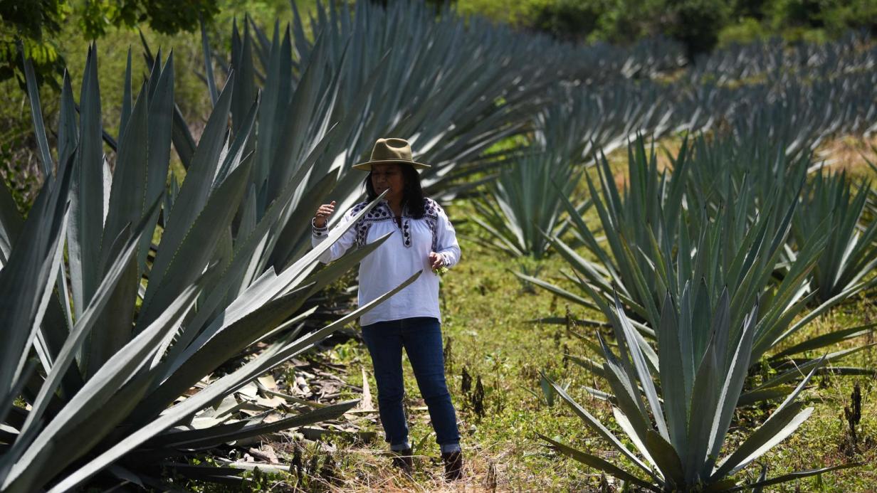 Durst nach Tequila wird grer, aber die Agaven werden knapp | Kurier