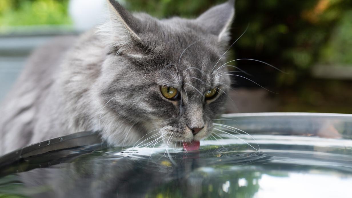 Wie Lange Kommen Katzen Ohne Wasser Aus kurier.at