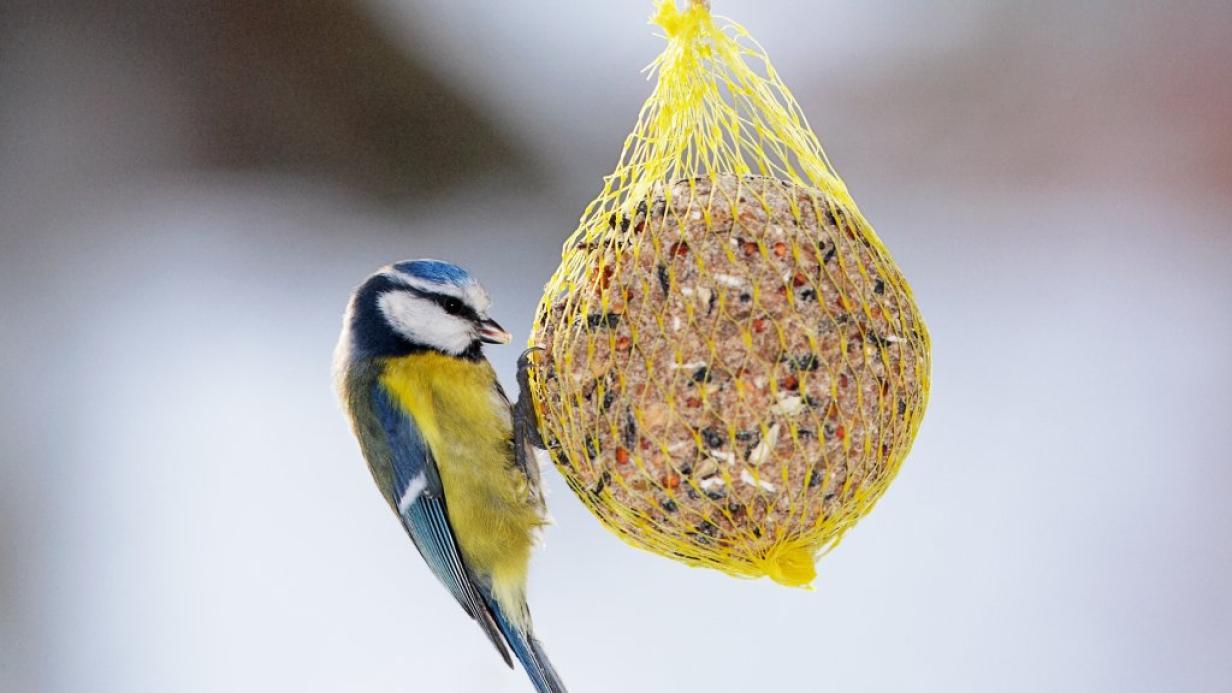 Das müssen Sie bei der Vogelfütterung beachten