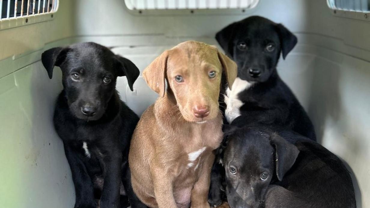 Zehn Hundewelpen in Graz Umgebung am Waldrand ausgesetzt