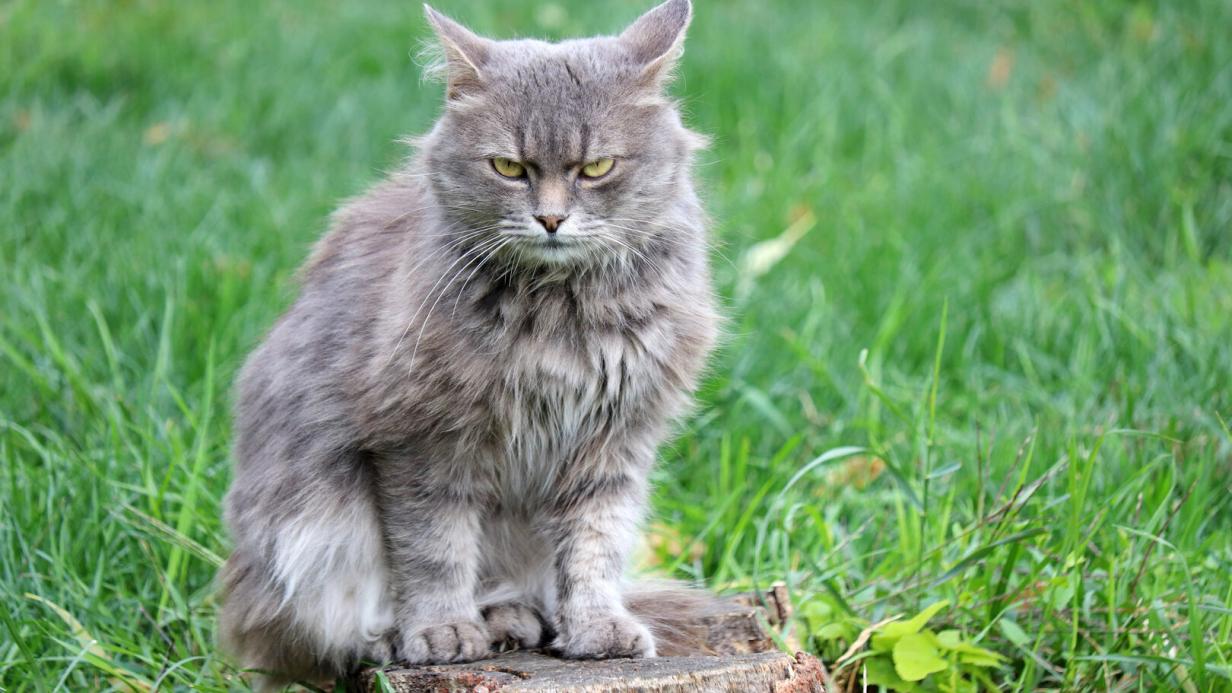 Tiercoach Wenn Katzen markieren, ist das nicht Protestpinkeln